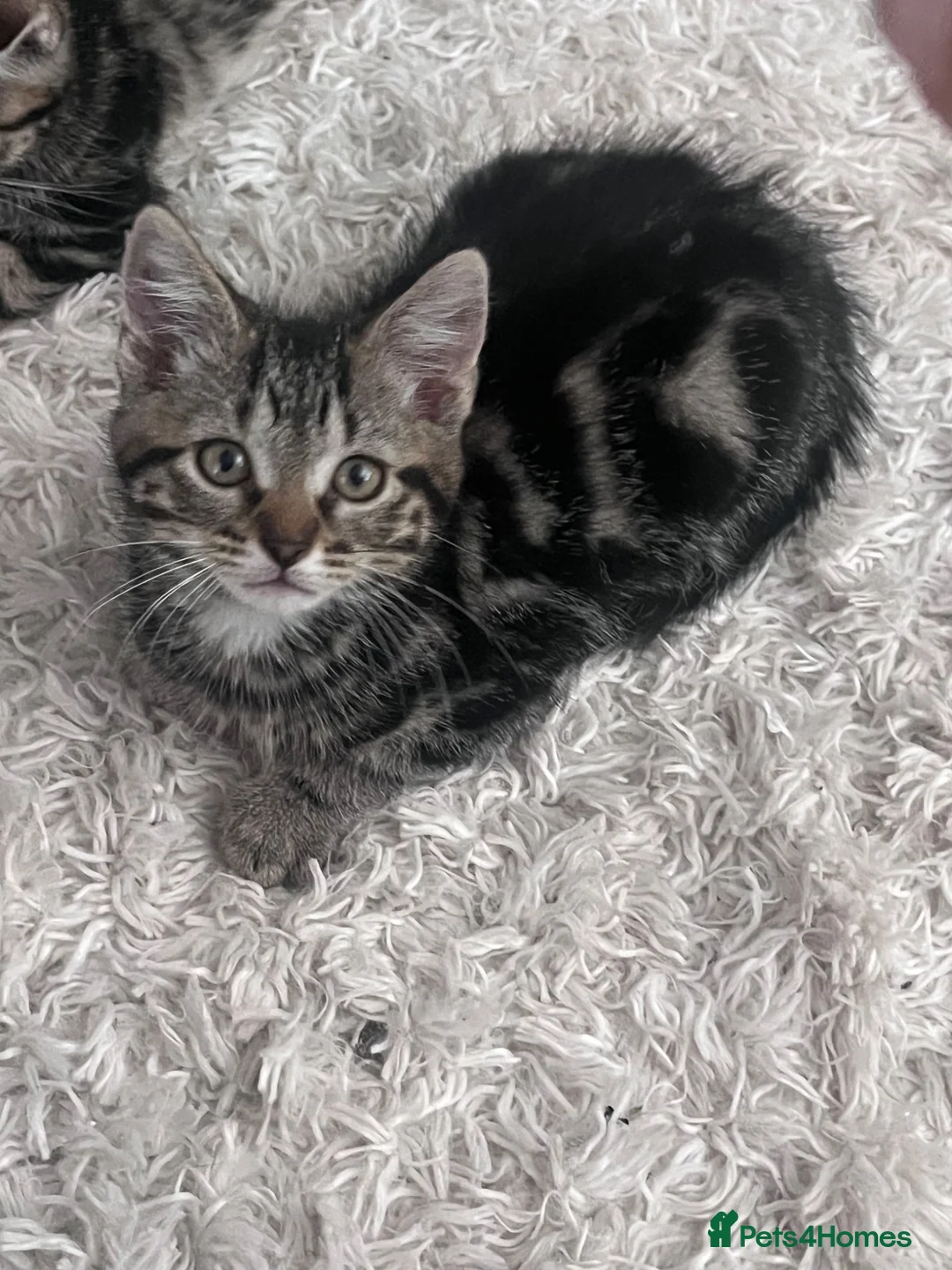 Mixed Breed cats for sale: Kittens - Advert 17