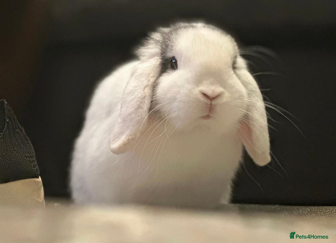 Mini Lop rabbits for sale: Bonded pair of mini lops for sale (male neutered) - Advert 3
