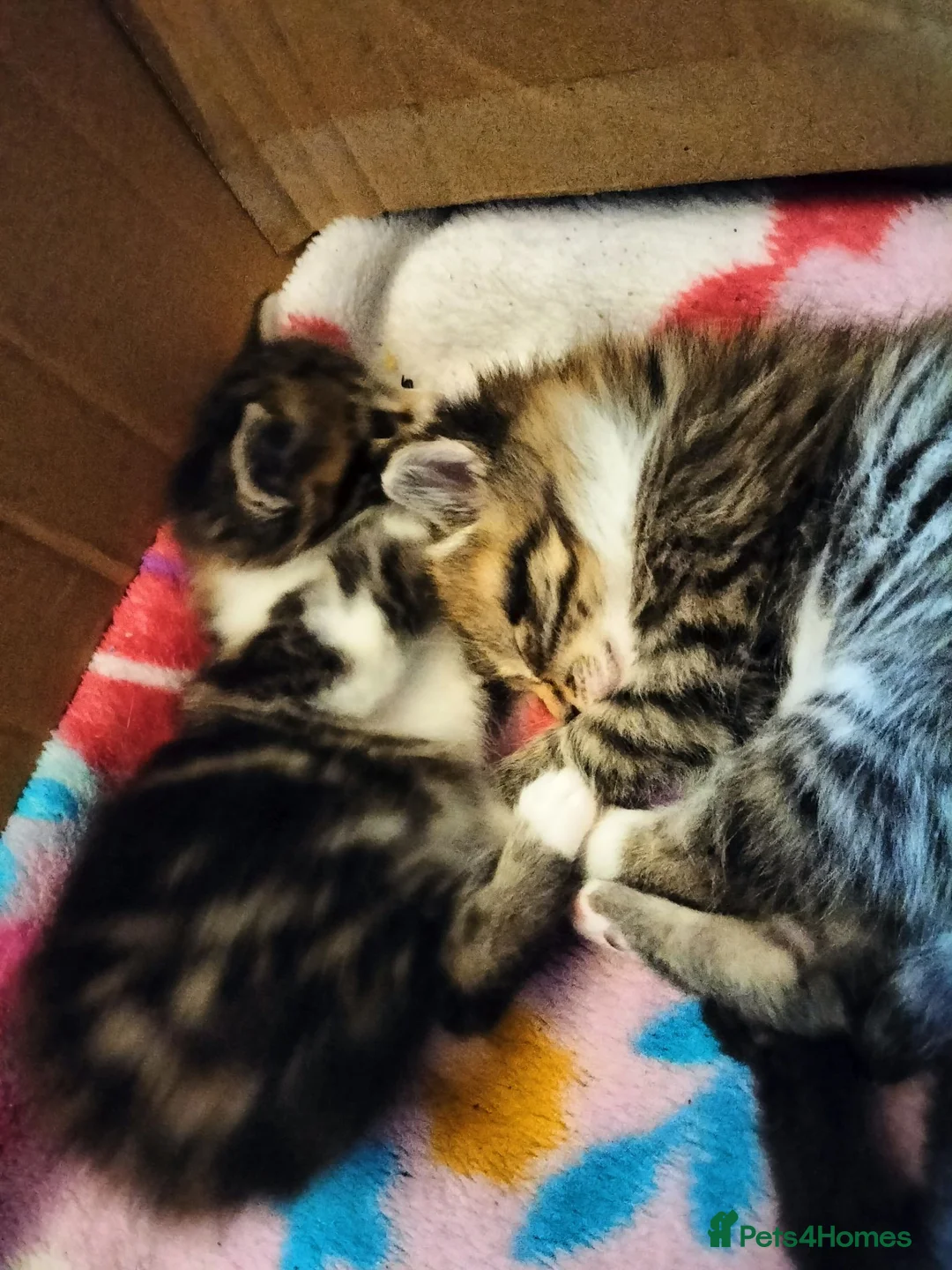 Mixed Breed cats for sale: Tabby and white male kittens - Advert 1