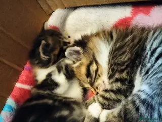 Mixed Breed cats Tabby and white male kittens - Advert 2