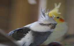 Cockatiels birds for sale: Young Cockatiels - Image 34