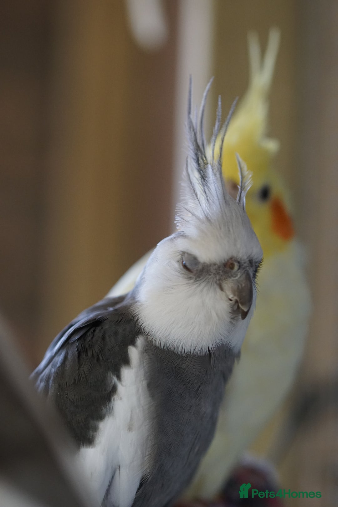 Cockatiels birds for sale: Young Cockatiels - Image 34