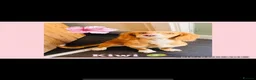 Cocker Spaniel dogs for sale: Working Cocker Spaniel Puppies  - Advert 6