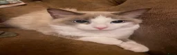 Ragdoll cats for sale: Ragdoll kitten  - Advert 5