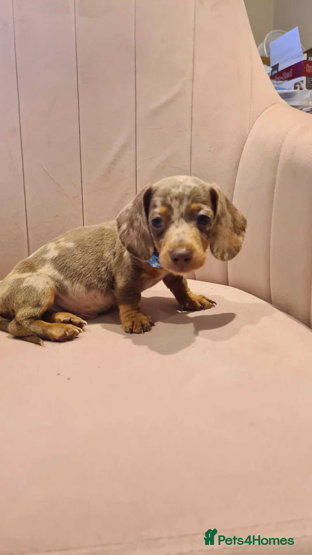 Miniature Dachshund dogs for sale: Lilac dapple daxies ready soon 3 girls 2 boys left - Advert 25
