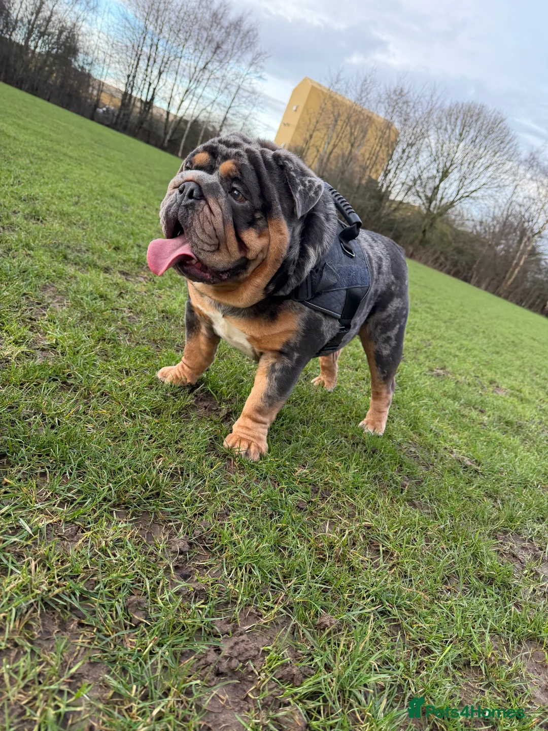 English Bulldog dogs for stud: Blue, Lilac & Tan Merle British Bulldog |STUD ONLY - Advert 3