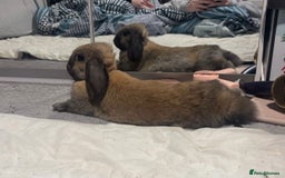 Dwarf Lop rabbits for sale: Indoor mini lop eared rabbit for sale with cage  - Image 1