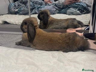 Dwarf Lop rabbits Indoor mini lop eared rabbit for sale with cage - Advert 17