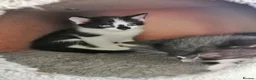 Mixed Breed cats for sale: Kitten - Advert 19