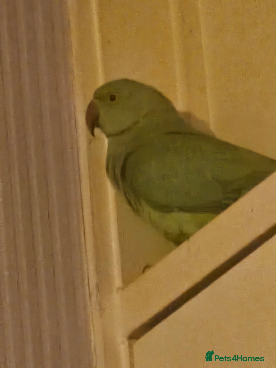 Ringnecks birds for sale: Male indian ringneck - Advert 1