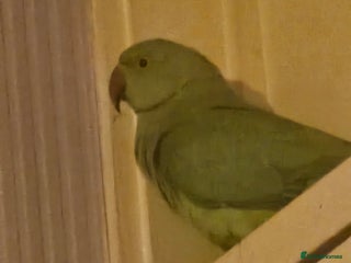 Ringnecks birds Male indian ringneck - Advert 1