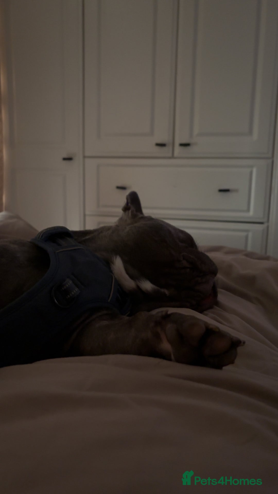 French Bulldog dogs for sale: 9 Month Old French Bulldog for Sale  - Advert 5