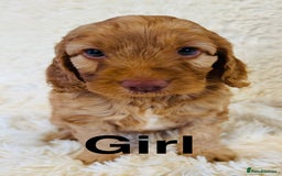 Cockapoo dogs for sale: stunning merle cockapoo puppies, ready 21st august - Image 9