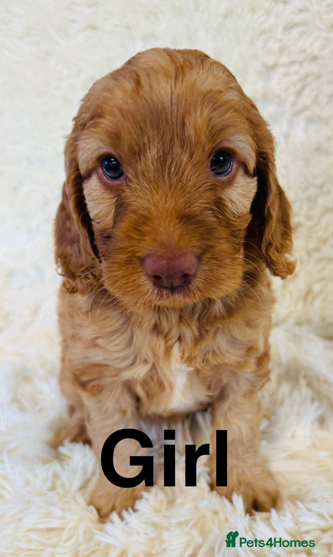 Cockapoo dogs for sale: stunning merle cockapoo puppies, ready 21st august - Image 9