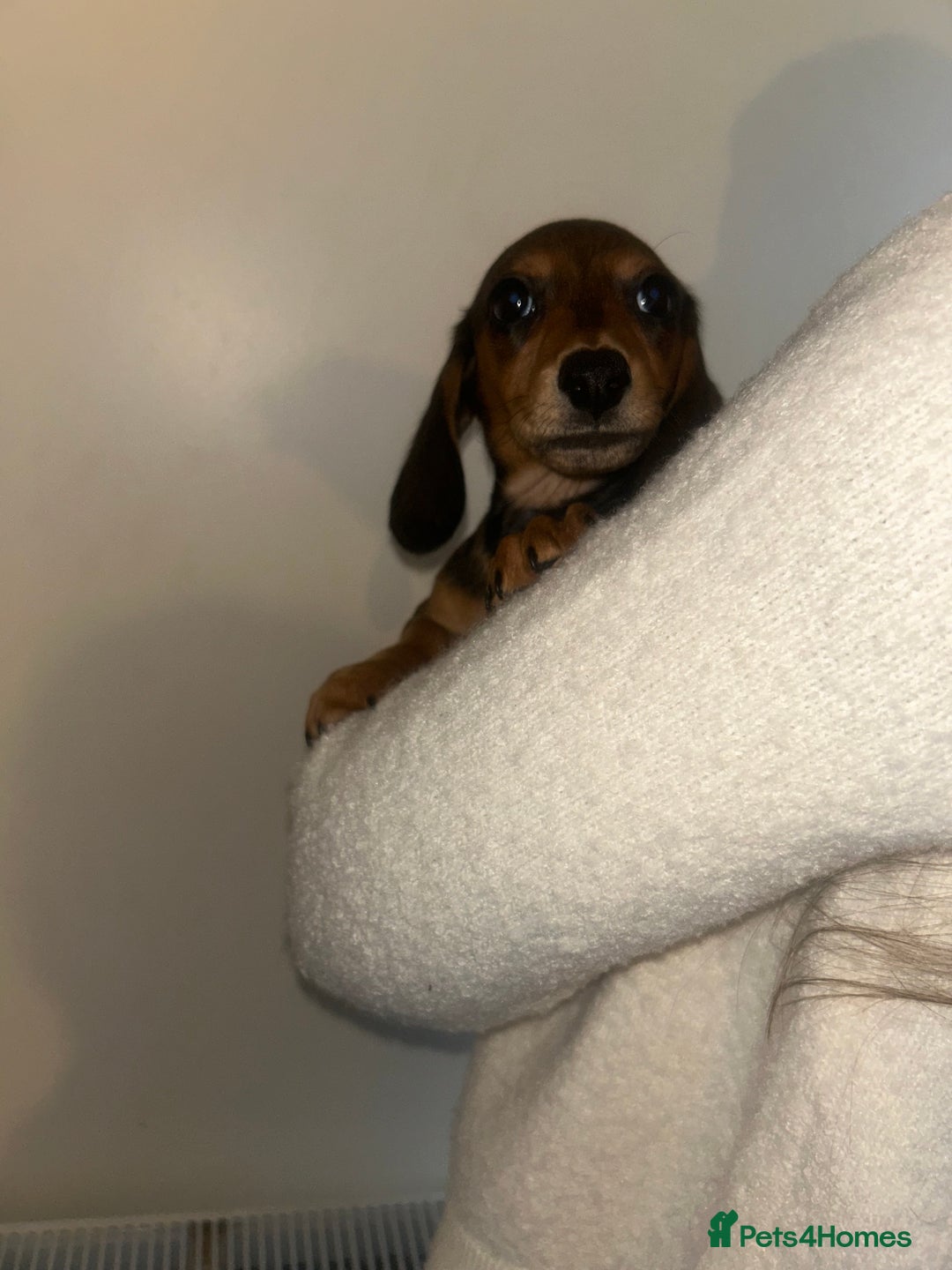 Miniature Dachshund dogs for sale: Miniature dachshund - Advert 13