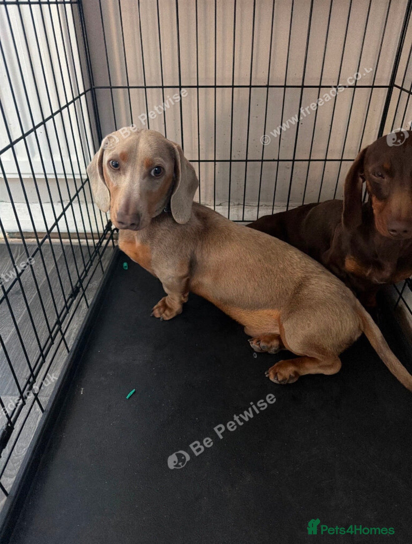 Miniature Dachshund dogs Buddy  - Advert 8