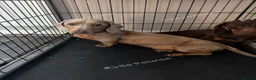 Miniature Dachshund dogs for sale: Buddy  - Advert 1