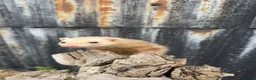 Mixed Breed reptiles for sale: Ferret in Middlesbrough - Advert 7
