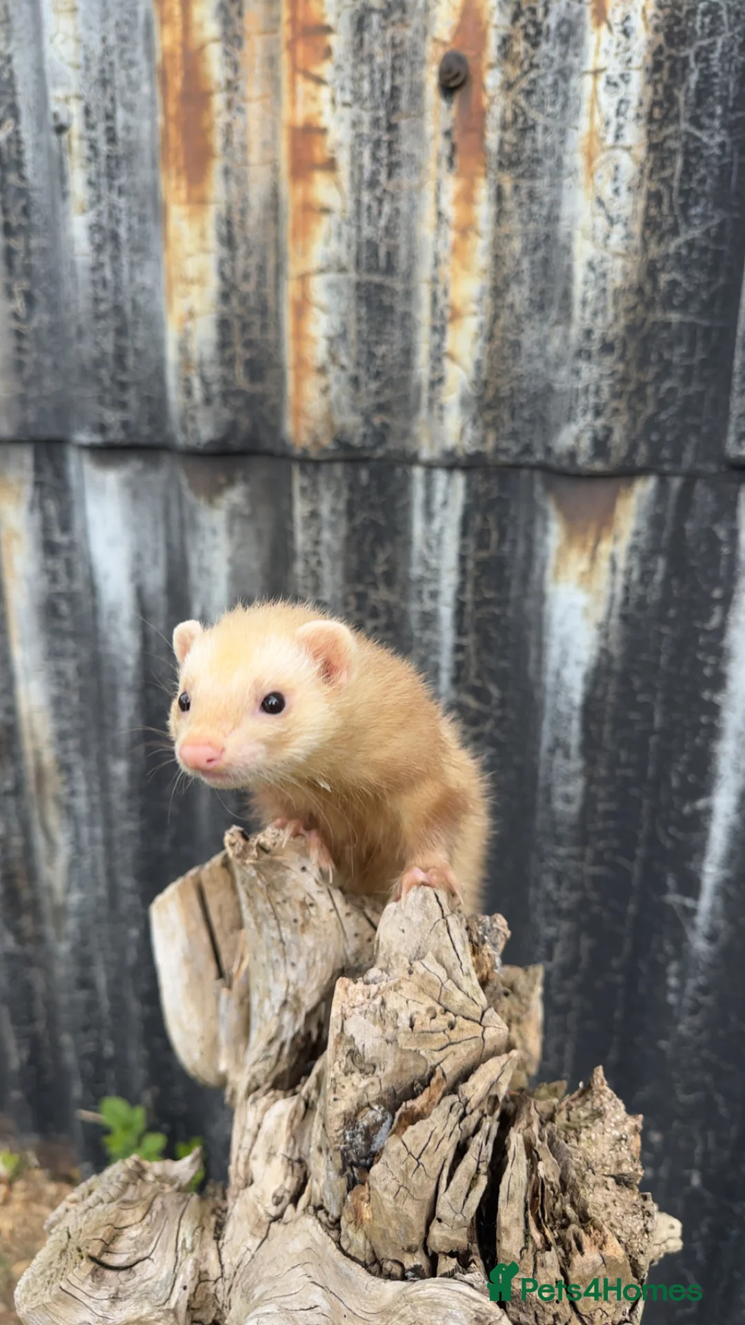 Mixed Breed reptiles for sale: Ferret in Middlesbrough - Advert 7