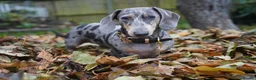 Miniature Dachshund dogs for sale: Loving Forever Home Wanted - Advert 5