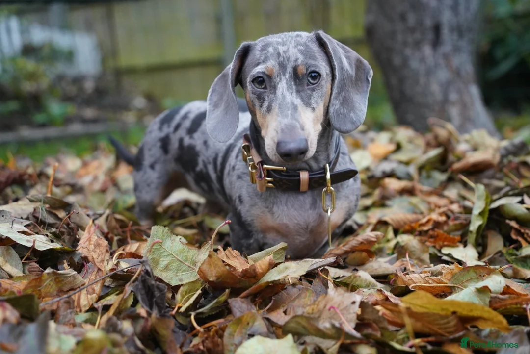 Miniature Dachshund dogs for sale: Loving Forever Home Wanted - Advert 5