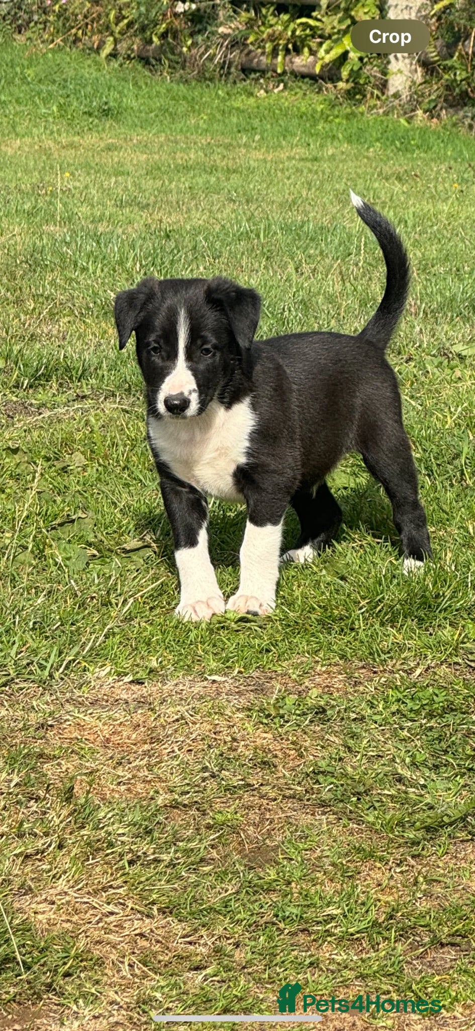 Mixed Breed dogs Collie puppy’s  - Advert 4