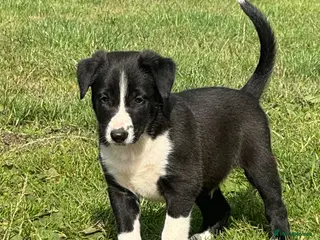 Mixed Breed dogs Collie puppy’s - Advert 4