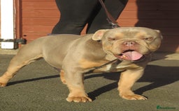 Olde English Bulldogge dogs for stud: Dougie for stud beautiful lilac tri boy proven in Thetford - Image 4