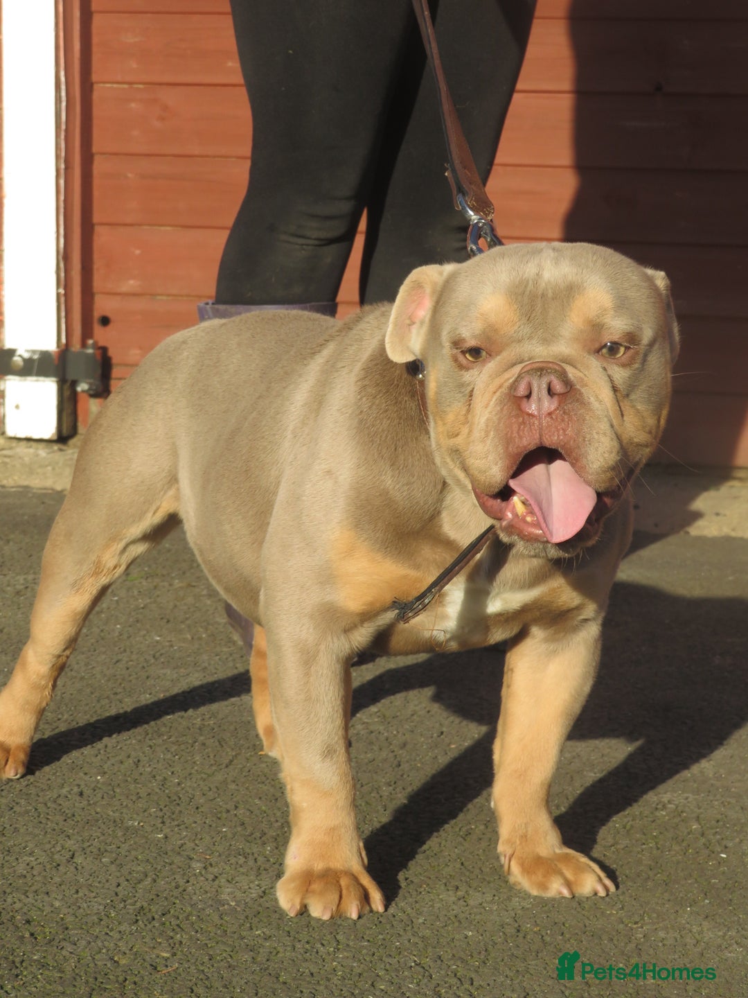 Olde English Bulldogge dogs for stud: Dougie for stud beautiful lilac tri boy proven in Thetford - Image 4