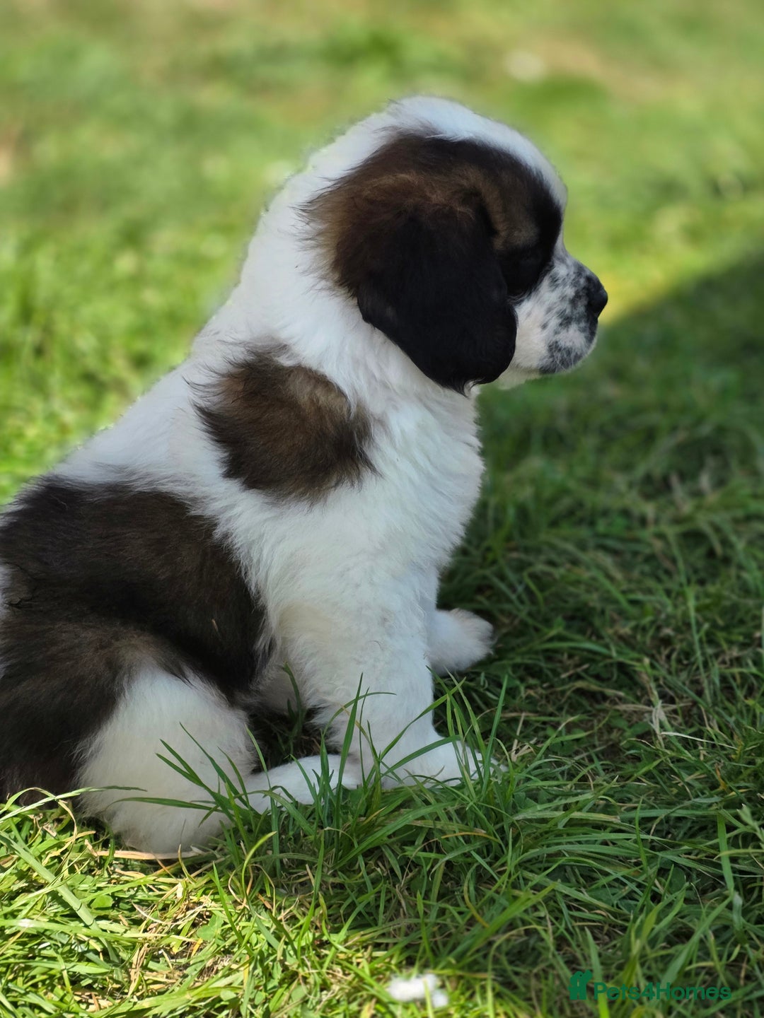 Saint Bernard dogs for sale: Saint bernard puppies READY END OF NEXT WEEK - Image 19