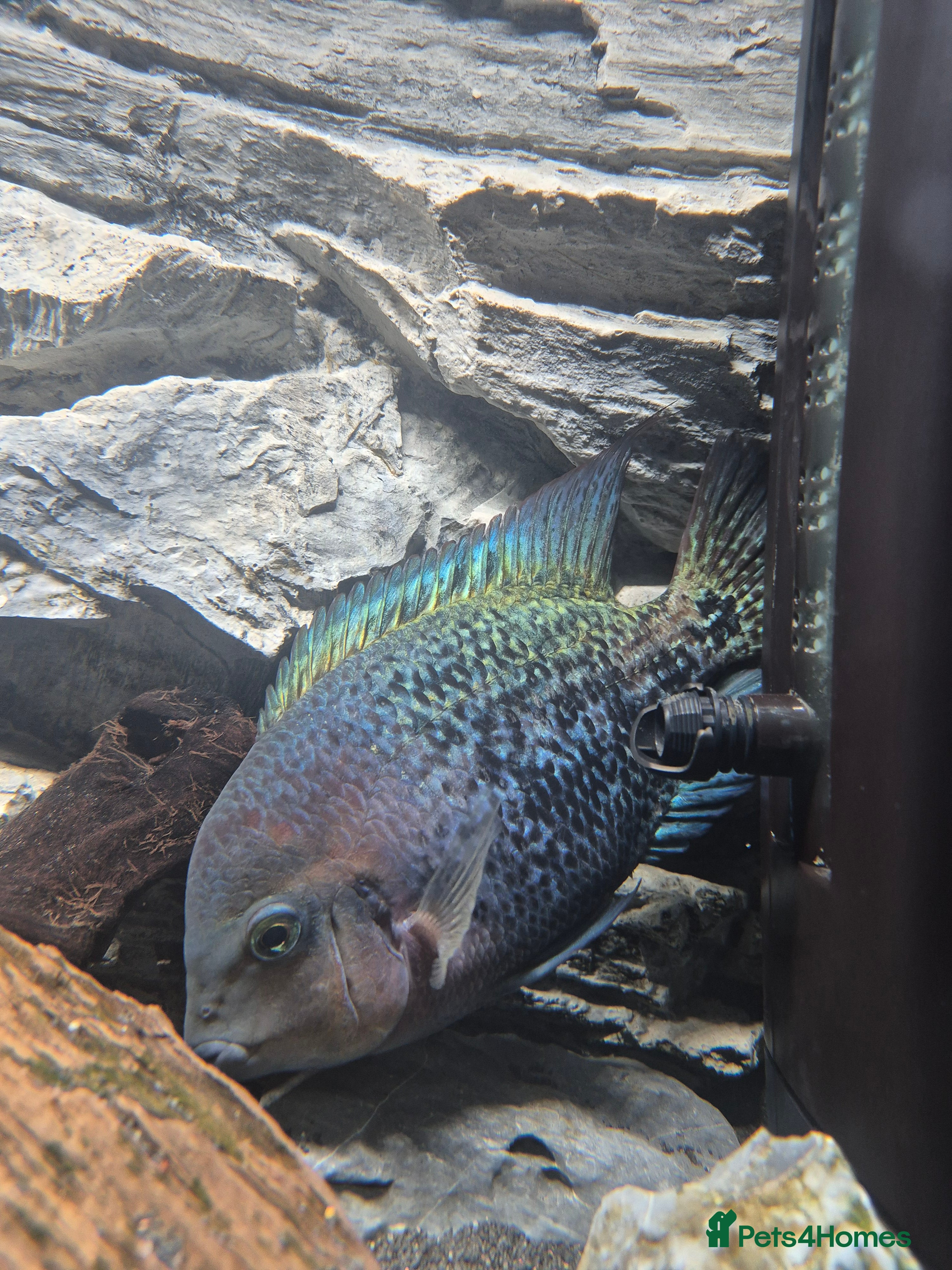 Cichlids fish Vieja Cichlid Fish - Advert 1