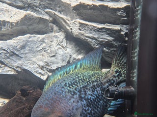 Cichlids fish Vieja Cichlid Fish - Advert 1