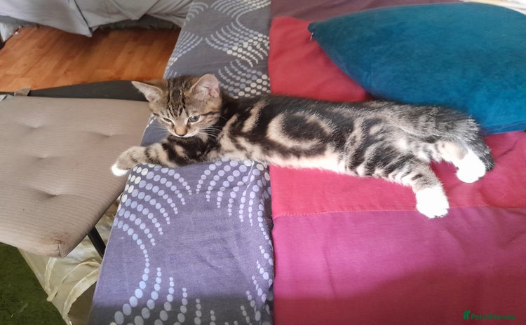 Mixed Breed cats - Advert 14