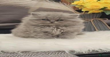 British Longhair cats - Advert 1