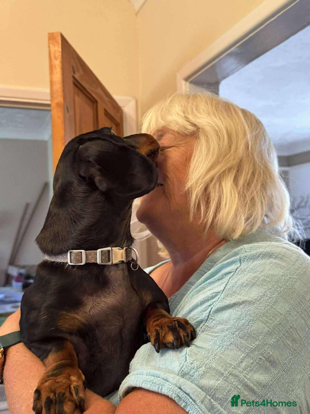Miniature Dachshund dogs for adoption: Remi. Hingham Norfolk  - Image 8