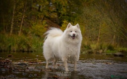 Samoyed dogs for sale: Stunning Samoyed Boy  - Image 9