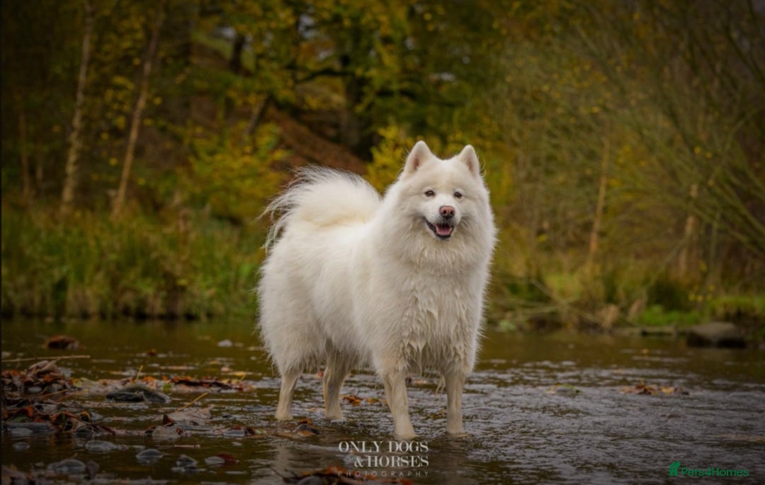 Samoyed dogs for sale: Stunning Samoyed Boy  - Image 9
