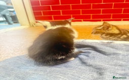 Mixed Breed cats for sale: 3 tabby cats ready in 2 weeks  - Image 3