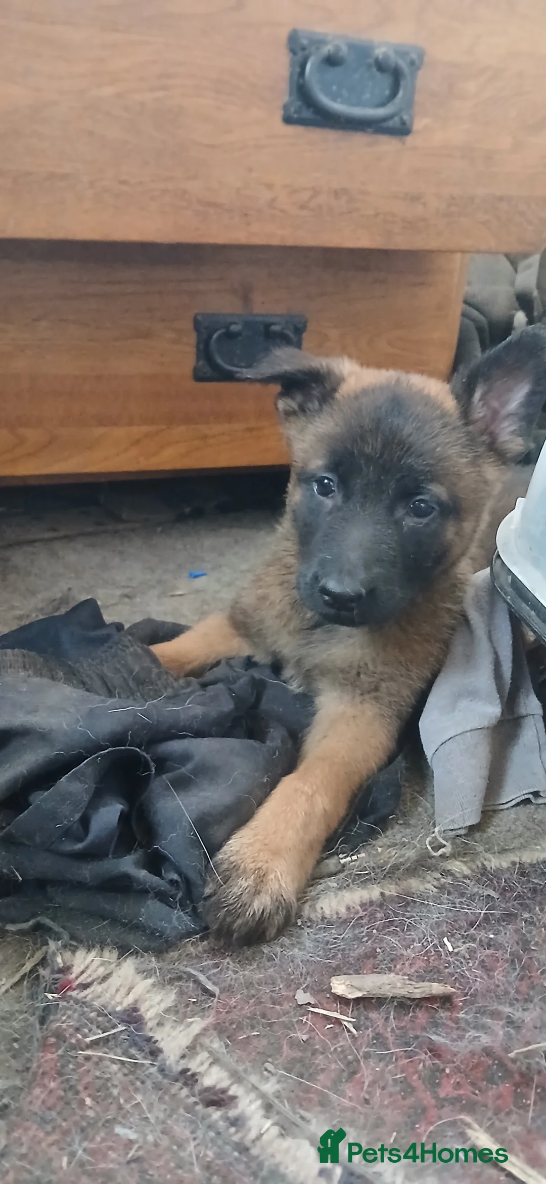 Mixed Breed dogs for sale: Dutch/ german shepherd pups - Advert 1