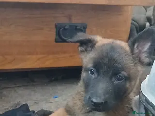 Mixed Breed dogs Dutch/ german shepherd pups in Llanwrtyd Wells - Advert 1