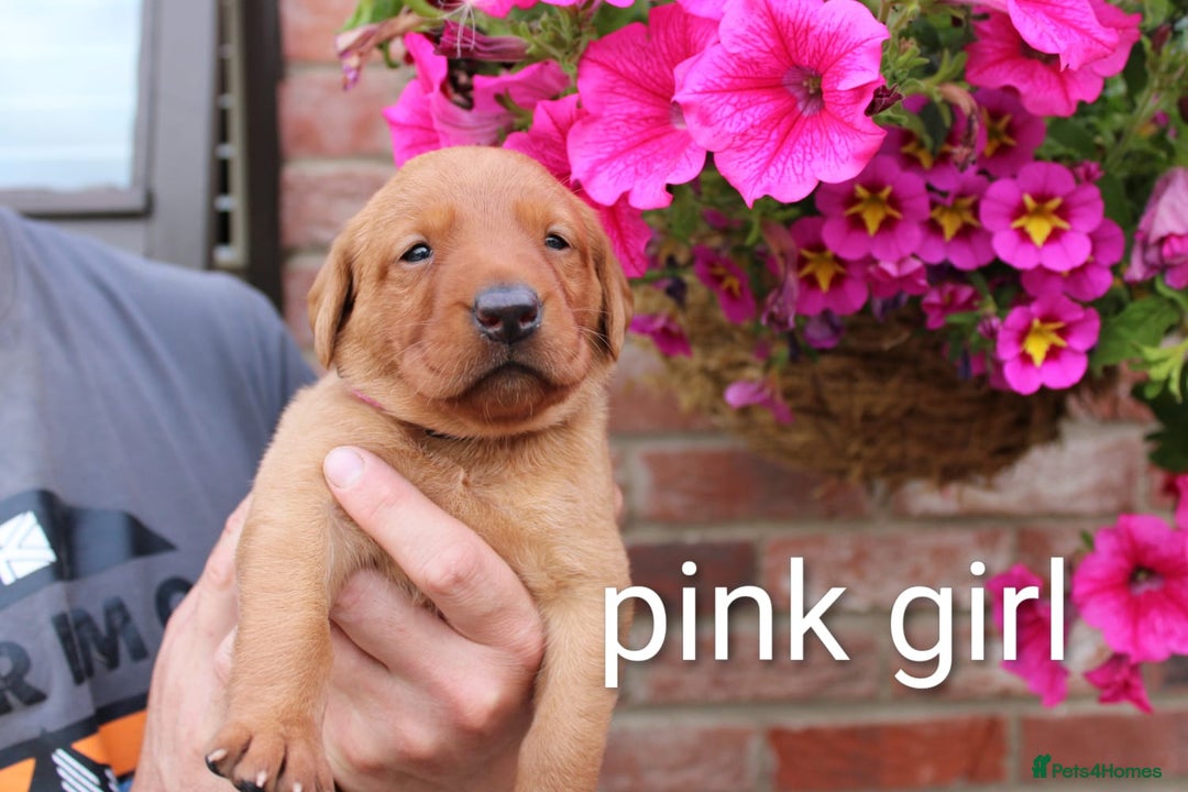 Labrador Retriever dogs for sale: KC REG FOX RED LABRADOR PUPPIES - Image 6