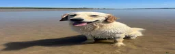 Golden Retriever dogs for sale: Golden Retriever Puppies  - Advert 6