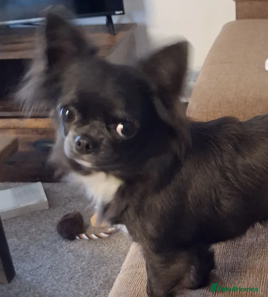 Chihuahua dogs for sale: Small Chihuahua  - Advert 1