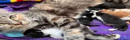 Mixed Breed cats for sale: 🐾 4 Male Kittens Looking for Loving Homes 🐾  - Advert 40