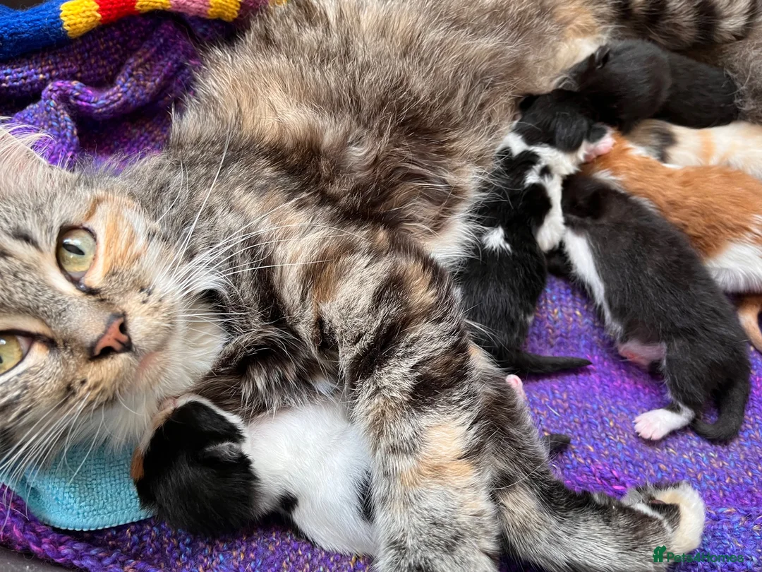 Mixed Breed cats for sale: 🐾 4 Male Kittens Looking for Loving Homes 🐾  - Advert 40