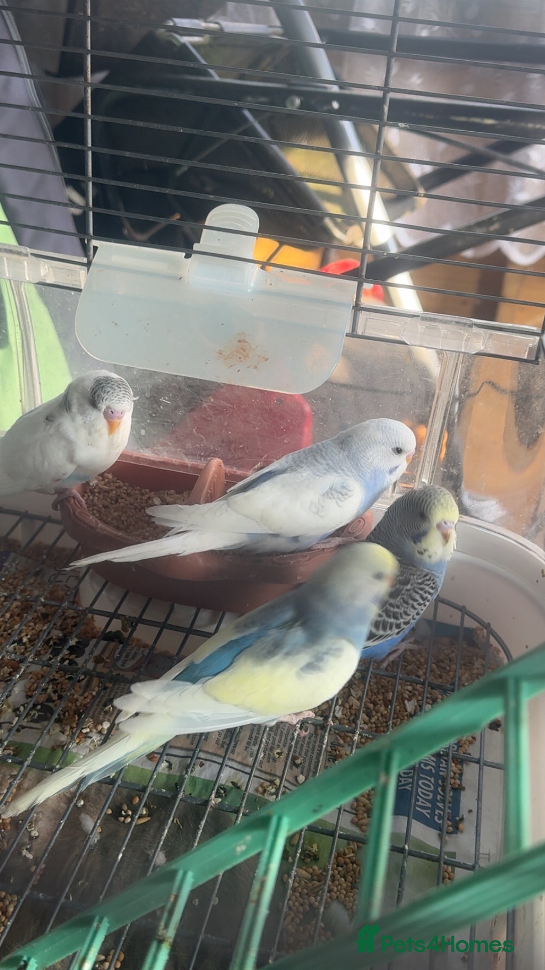 Budgerigars birds for sale: 6 baby budgies for sale  - Image 5