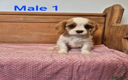 Cavalier King Charles Spaniel dogs for sale: Cavalier King Charles Spaniels - Image 4