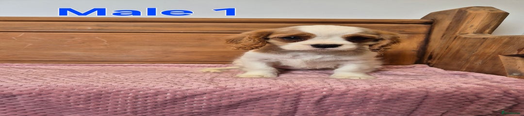 Cavalier King Charles Spaniel Puppy 1