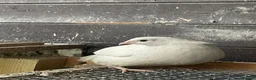 Quail poultry for sale: Male quails  - Advert 6