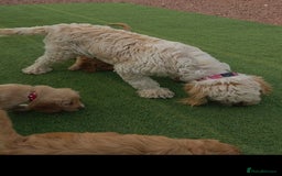 Cockapoo dogs for sale: Cockapoo puppys for sale - Image 20